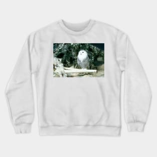 Snowy Owl Crewneck Sweatshirt